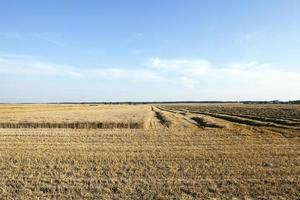 cereal harvest field photo