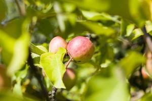 manzanas con gusanos, en un árbol foto