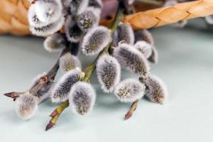 flowering willow branches cut for Easter celebration photo