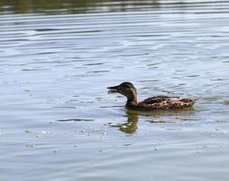 waterfowl wild birds ducks in the wild photo