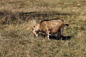 cabra gris pastando en un prado o campo, de cerca foto