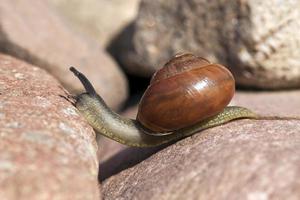 grape snail crawling on its territory, common wild snail photo