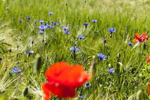 blue cornflowers in the summer photo