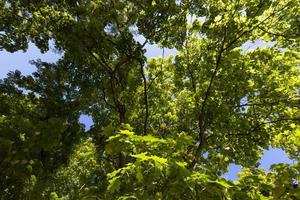 foliage of the trees is illuminated by bright sunlight photo