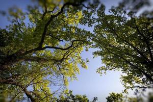 foliage of the trees is illuminated by bright sunlight photo