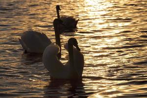 white Swan group, orange color photo