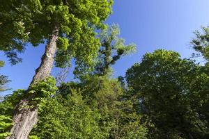 foliage of the trees is illuminated by bright sunlight photo