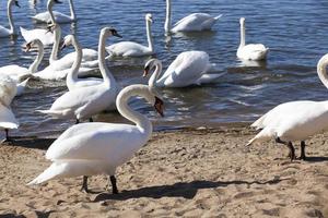 lake or river with swans that came ashore photo