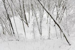 en la nieve, árboles de hoja caduca en la temporada de invierno foto