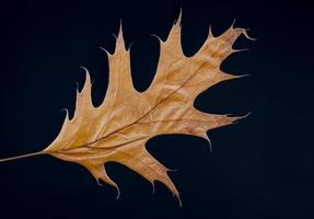 dry tree leaves, stacked together photo