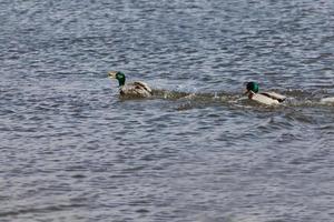 waterfowl wild birds ducks in the wild photo