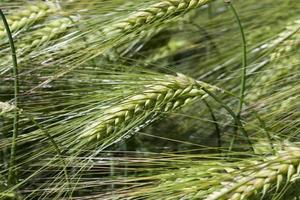 rye field with green unripe rye spikelets photo