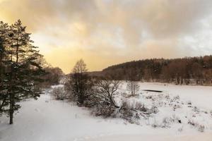 plants covered with snow and frost photo