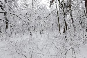 a large number of bare deciduous trees in the winter season photo