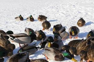 una gran bandada de patos que se quedó durante el invierno en europa foto