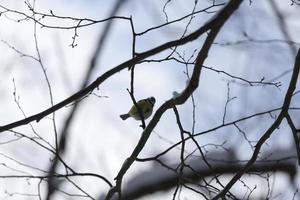 wild chickadee in the winter photo
