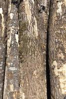 wood with bark and damage photo
