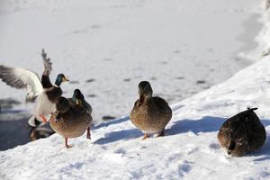 ducks live in the city near the river, in winter they are fed by people photo