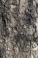 the structure of the tree bark photo