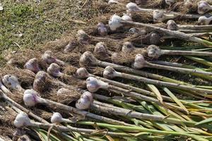 the harvested garlic crop in agriculture photo