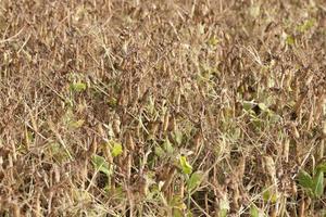 the field with the pea crop is yellow photo