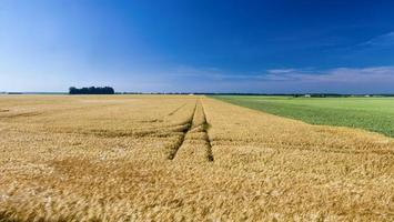 green wheat and yellow rye fields photo