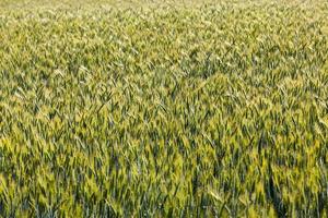 an agricultural field where rye is grown photo