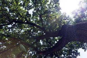 árboles cubiertos de follaje verde en verano foto