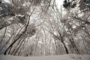 parque de invierno con árboles sin follaje foto