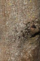 the bark of a tree with the features of its structure photo