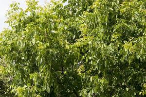 green unripe walnuts in the summer photo