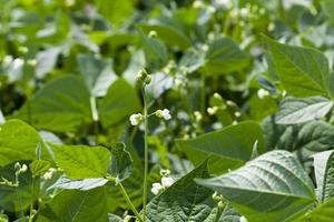 a bean blooming during growth photo