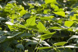 green foliage of asparagus beans in the field photo