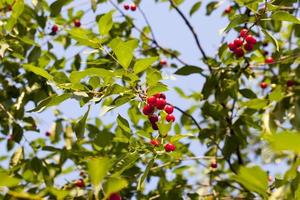 cereza roja madura en las ramas de un cerezo foto