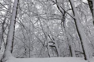 different breeds of deciduous trees without foliage photo