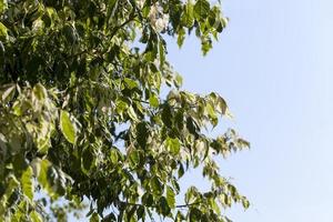 un árbol con follaje blanco y verde foto