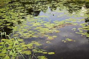 old lake with growing water lilies photo