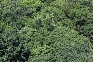 árboles cubiertos de follaje verde en verano foto