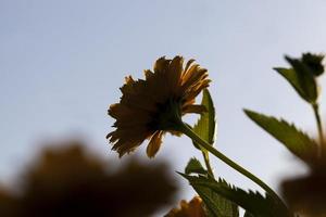 yellow flowers in the summer photo