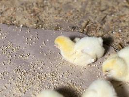 white meat chicken chicks at a poultry farm photo