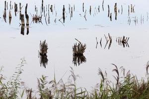 a lake with different plants photo