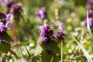 nettle blooming in the spring season photo