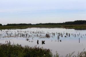 a lake with different plants photo