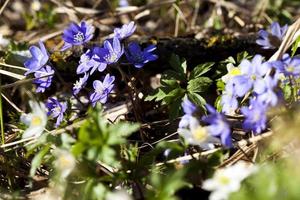 las primeras flores que crecen en los bosques foto