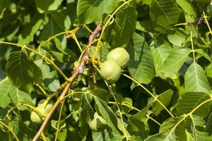 green unripe walnuts in the summer photo