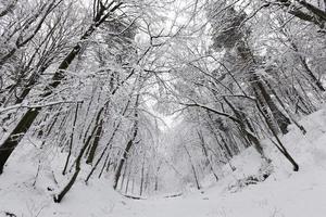 park in the winter season photo