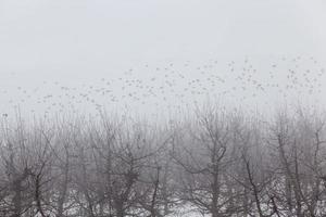 fruit trees are apple trees in the winter season photo