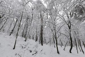 park in the winter season photo