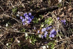 the first blue forest flowers in the spring photo