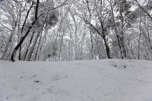 el parque está cubierto de nieve en invierno foto